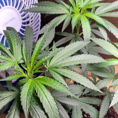 Chocowise growlog timeline photo