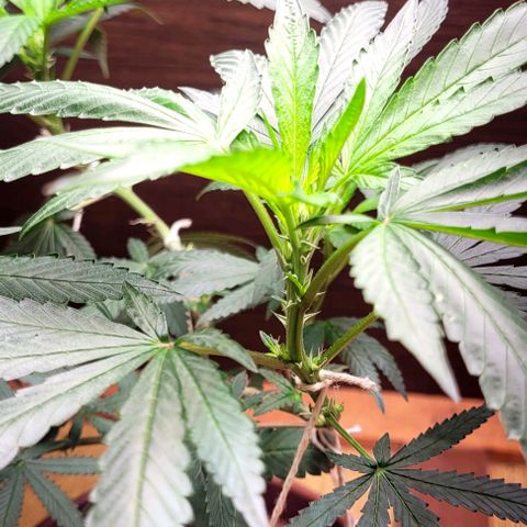 Chocowise growlog photo: Fiz as mudanças no grow e tá menos quente, ela parece ter melhorado