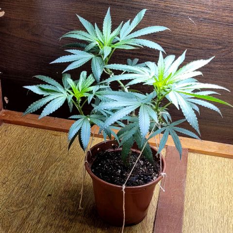 Chocowise growlog photo: Fiz as mudanças no grow e tá menos quente, ela parece ter melhorado