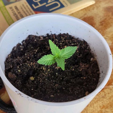 Red Kachina growlog photo: Tá crescendo linda. To botando na luz do sol durante o dia, até umas 16h, e depois no grow pequeno