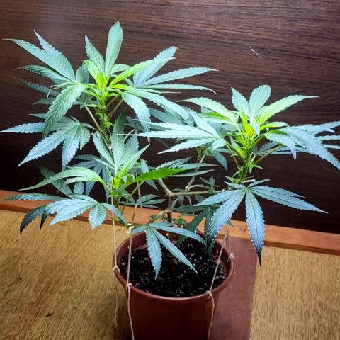 Chocowise growlog timeline photo