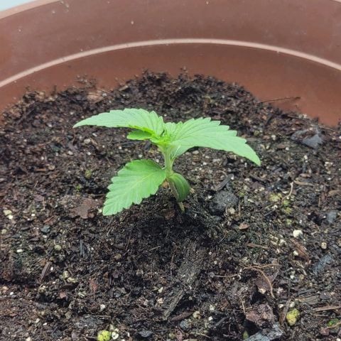 Red Kachina growlog timeline photo