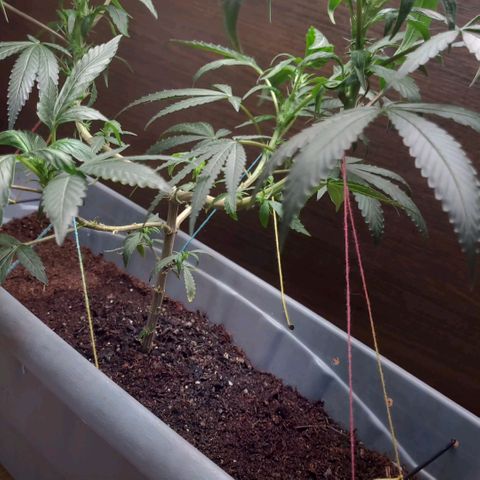 Chocowise growlog photo: Troquei ela pra um vaso mais comprido pra poder fazer umas amarras mais baixas. Terra da Cogollo + terra da floricultura perto de casa