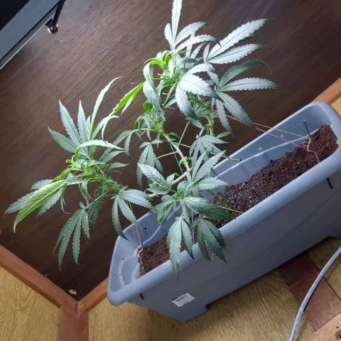 Chocowise growlog photo: Troquei ela pra um vaso mais comprido pra poder fazer umas amarras mais baixas. Terra da Cogollo + terra da floricultura perto de casa