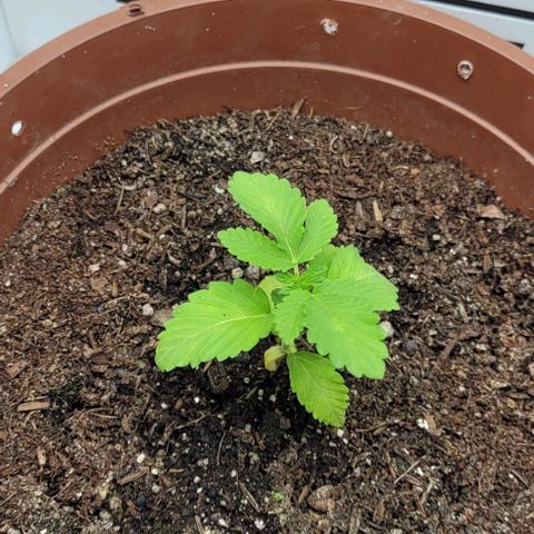 Red Kachina growlog timeline photo