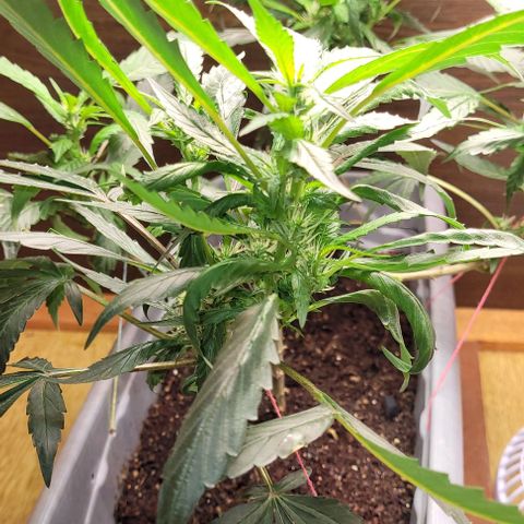 Chocowise growlog photo: Cheia de pistilos. Depois que eu diminui o fert as folhas pararam de queimar, então muito provavelmente era overfert