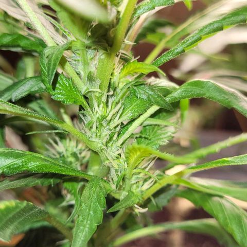 Chocowise growlog photo: Cheia de pistilos. Depois que eu diminui o fert as folhas pararam de queimar, então muito provavelmente era overfert