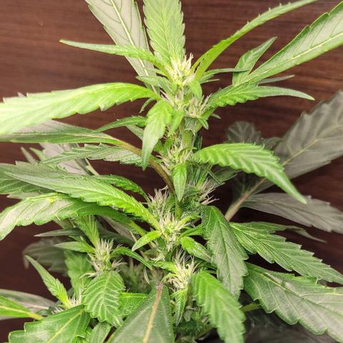 Chocowise growlog timeline photo