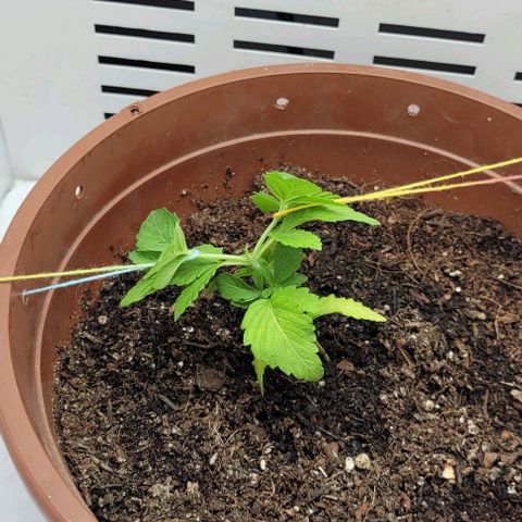 Red Kachina growlog photo: Comecei a fazer LST nela