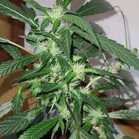 Chocowise growlog timeline photo