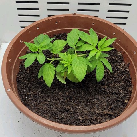 Red Kachina growlog photo: Ontem fiz poda top nos dois galhos principais e troquei os barbantes das amarras por arames. Fiz uma cobertura de adubo no solo também 