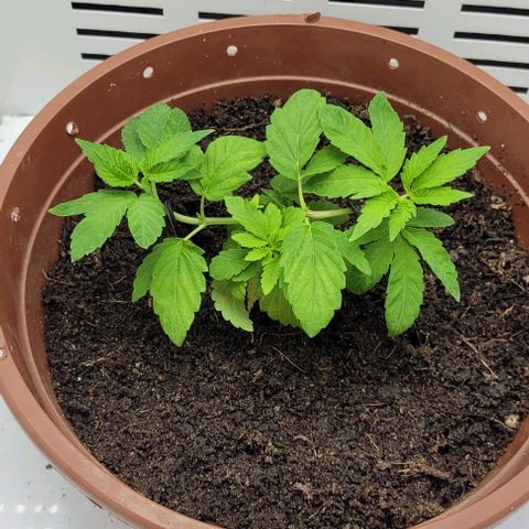 Red Kachina growlog timeline photo