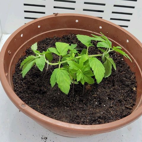 Red Kachina growlog photo: Troquei os arames do LST