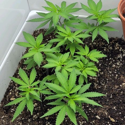 Red Kachina growlog photo: Depois do solo vivo, tá crescendo linda e saudável 