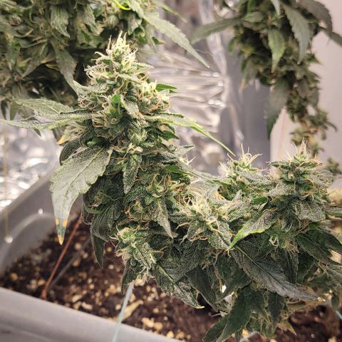 Chocowise growlog photo: Quase pronta pra colher
