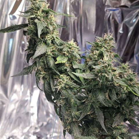 Chocowise growlog photo: Quase pronta pra colher