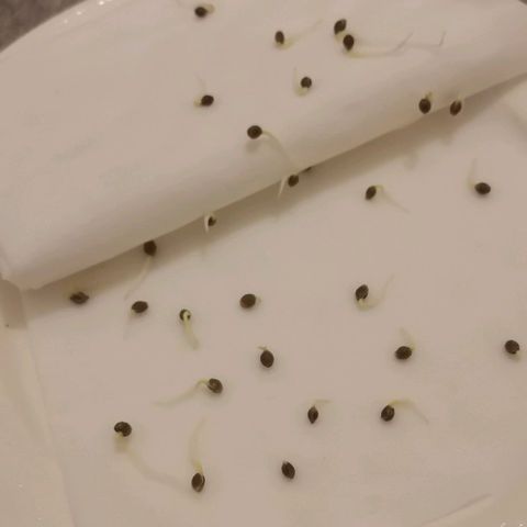 Green Poison growlog timeline photo