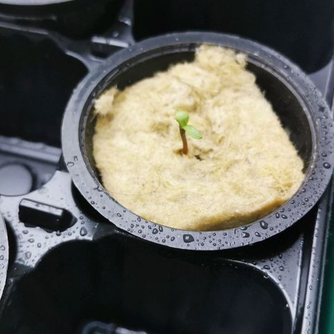Green Poison growlog timeline photo