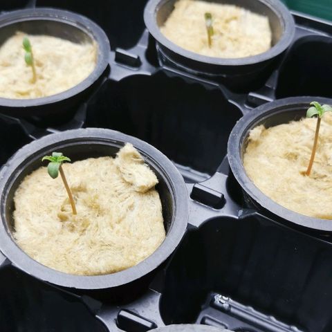 Green Poison growlog timeline photo