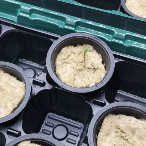 Green Poison growlog timeline photo