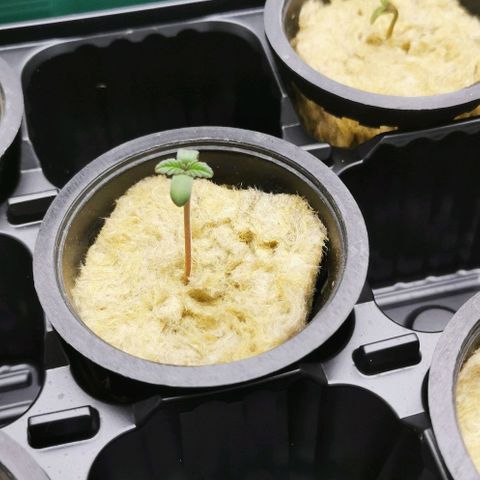 Green Poison growlog timeline photo