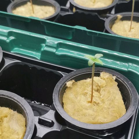 Green Poison growlog timeline photo
