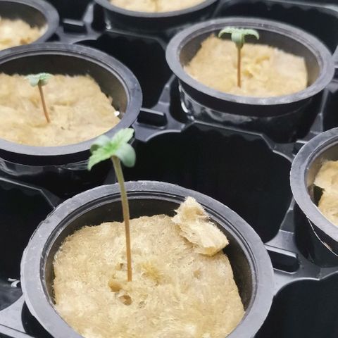 Green Poison growlog timeline photo