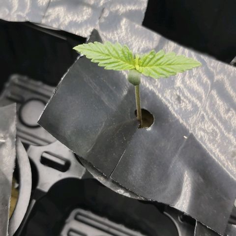 Green Poison growlog timeline photo