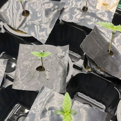 Green Poison growlog timeline photo