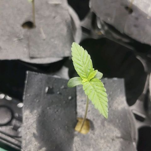 Green Poison growlog timeline photo