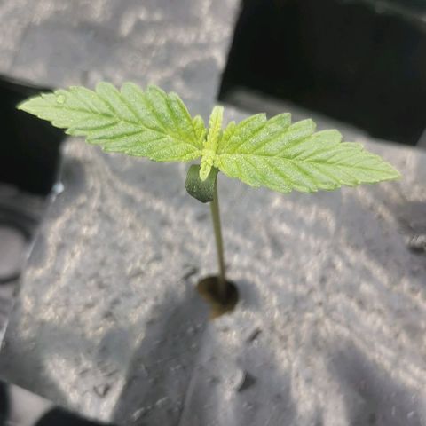 Green Poison growlog timeline photo
