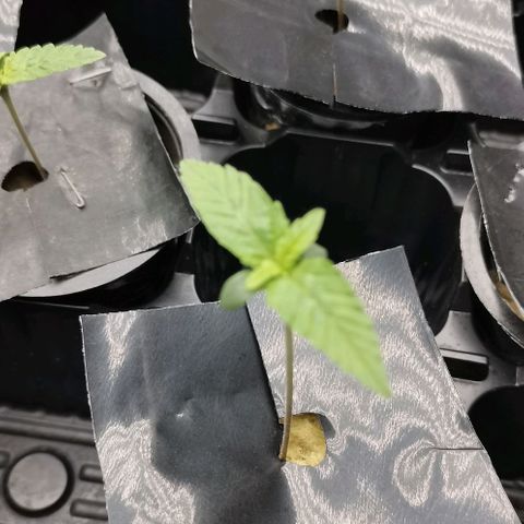 Green Poison growlog timeline photo