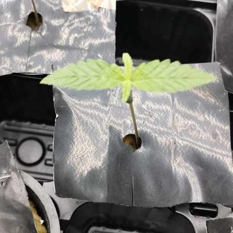 Green Poison growlog timeline photo
