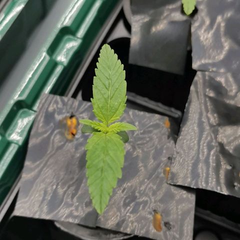 Green Poison growlog timeline photo