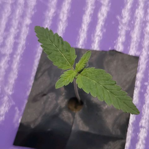 Green Poison growlog timeline photo