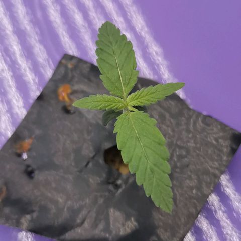 Green Poison growlog timeline photo
