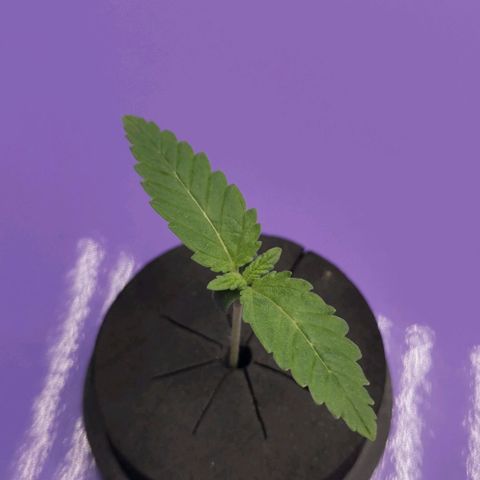 Green Poison growlog timeline photo