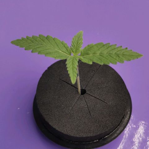 Green Poison growlog timeline photo