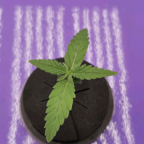 Green Poison growlog timeline photo