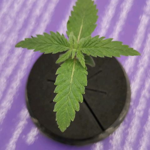 Green Poison growlog timeline photo