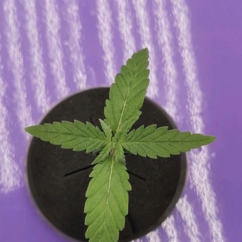 Green Poison growlog timeline photo
