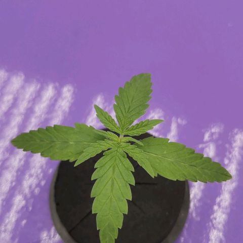 Green Poison growlog timeline photo