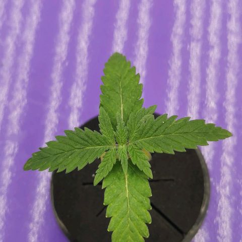 Green Poison growlog timeline photo