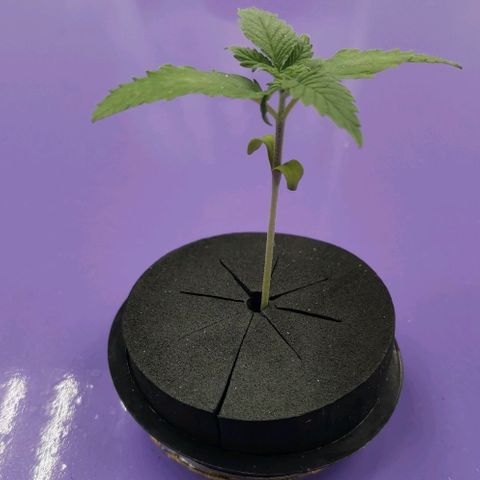 Green Poison growlog timeline photo