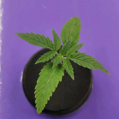 Green Poison growlog timeline photo