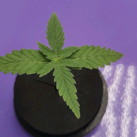 Green Poison growlog timeline photo