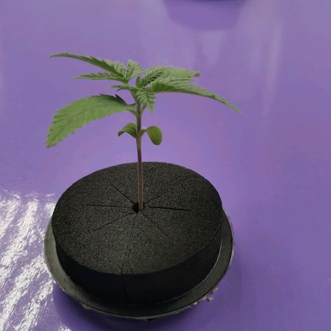 Green Poison growlog timeline photo