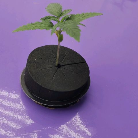 Green Poison growlog timeline photo
