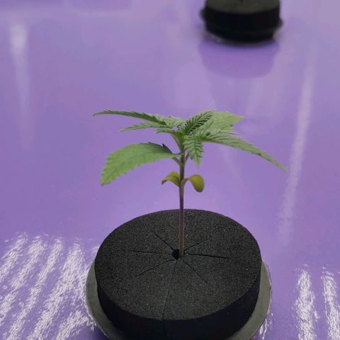 Green Poison growlog timeline photo
