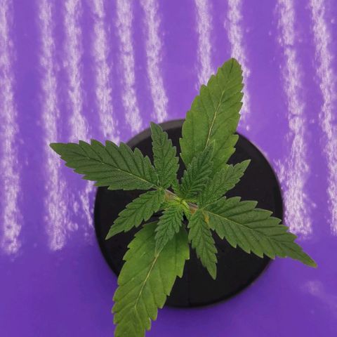 Green Poison growlog timeline photo